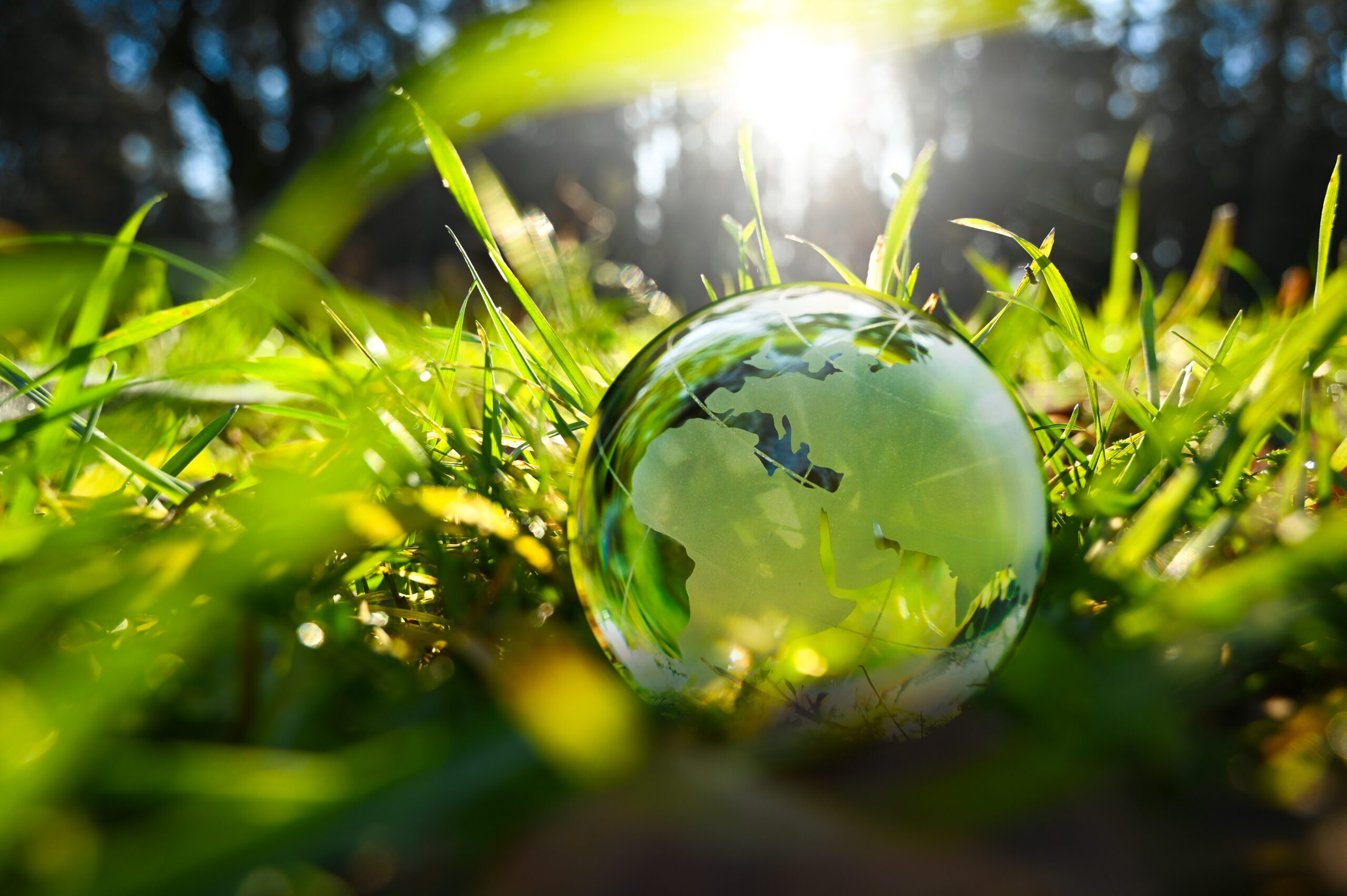 Green glass globe with green leaves and morning sunlight